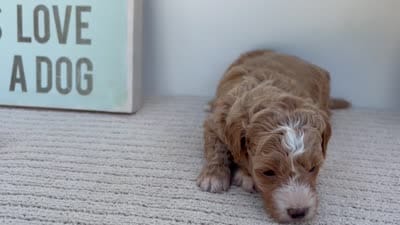 Honey - Mini, a female Goldendoodle for sale in Goshen, IN – 4 of 4
