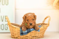 Firefly - Mini, a male Goldendoodle for sale in Goshen, IN – 2 of 4