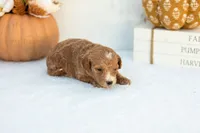 Angie - Mini, a female Goldendoodle for sale in Goshen, IN – 3 of 3