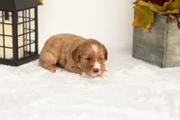 Jack - Micro, a male Goldendoodle for sale in Goshen, IN – 4 of 4