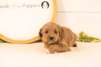 Odessa - Medium, a female Goldendoodle for sale in Goshen, IN – 2 of 4