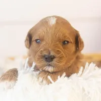 Keith - Micro, a male Goldendoodle for sale in Goshen, IN – Photo 5 of 7