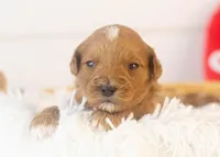 Keith - Micro, a male Goldendoodle for sale in Goshen, IN – Photo 2 of 4