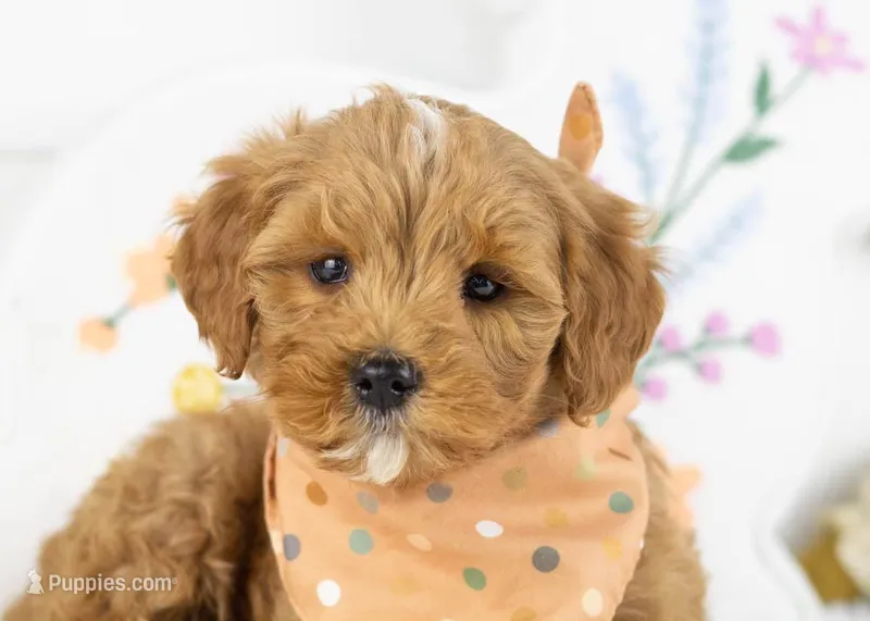 Keith - Micro – Goldendoodle puppy for sale in Goshen, IN
