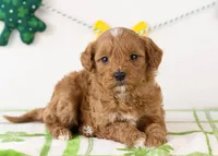 Keith - Micro, a male Goldendoodle for sale in Goshen, IN – Photo 2 of 7