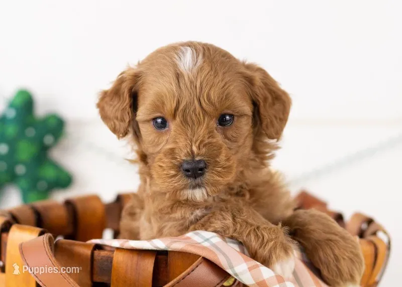 Keith - Micro – Goldendoodle puppy for sale in Goshen, IN
