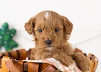 Keith - Micro, a male Goldendoodle for sale in Goshen, IN – Photo 1 of 7