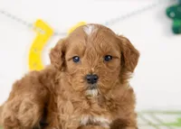 Keith - Micro, a male Goldendoodle for sale in Goshen, IN – Photo 3 of 7
