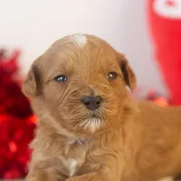 Keith - Micro, a male Goldendoodle for sale in Goshen, IN – Photo 7 of 7
