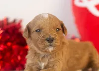 Keith - Micro, a male Goldendoodle for sale in Goshen, IN – Photo 4 of 4