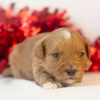 Keith - Micro, a male Goldendoodle for sale in Goshen, IN – Photo 6 of 7