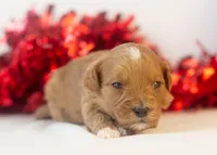 Keith - Micro, a male Goldendoodle for sale in Goshen, IN – Photo 3 of 4