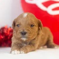 Keith - Micro, a male Goldendoodle for sale in Goshen, IN – Photo 4 of 7