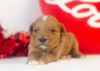 Keith - Micro, a male Goldendoodle for sale in Goshen, IN – Photo 1 of 4