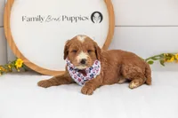 Maze - Medium, a male Goldendoodle for sale in Goshen, IN – 2 of 4