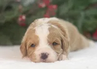 Dustin - Toy, a male Goldendoodle for sale in Goshen, IN – Photo 7 of 9