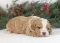 Dustin - Toy, a male Goldendoodle for sale in Goshen, IN – Photo 9 of 9