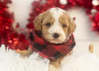 Dustin - Toy, a male Goldendoodle for sale in Goshen, IN – Photo 3 of 9