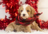 Dustin - Toy, a male Goldendoodle for sale in Goshen, IN – Photo 4 of 9