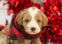 Dustin - Toy, a male Goldendoodle for sale in Goshen, IN – Photo 2 of 9