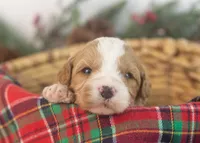 Dustin - Toy, a male Goldendoodle for sale in Goshen, IN – Photo 8 of 9