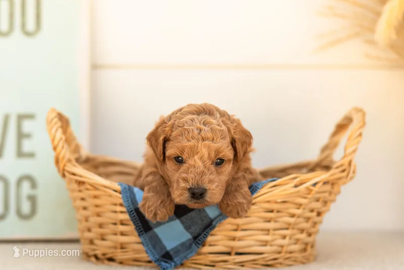 Bumble - Mini – Goldendoodle puppy for sale in Goshen, IN