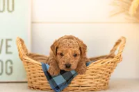 Bumble - Mini, a male Goldendoodle for sale in Goshen, IN – 1 of 4