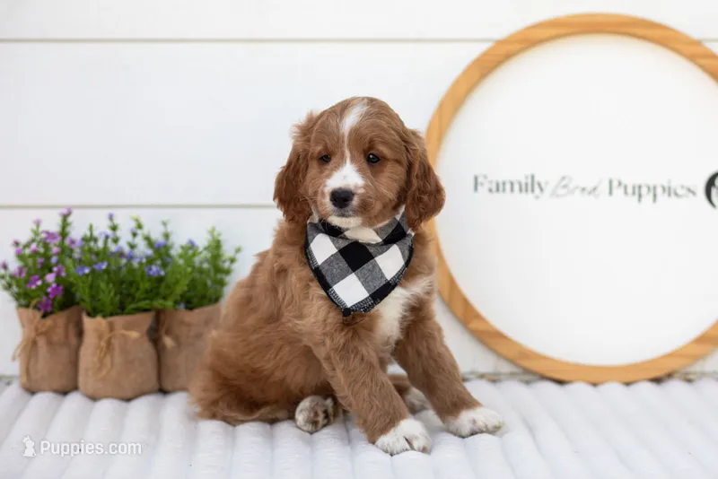 Gruyere - Micro – Goldendoodle puppy for sale in Goshen, IN