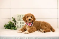Brie - Micro, a male Goldendoodle for sale in Goshen, IN – 2 of 8