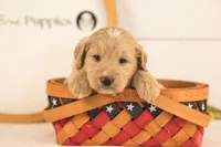 Larry - Medium, a male Goldendoodle for sale in Goshen, IN – 2 of 3