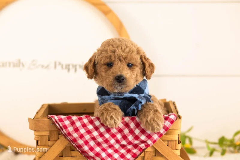 Fin - Mini – Miniature Goldendoodle puppy for sale in Goshen, IN