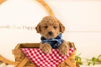 Fin - Mini, a male Miniature Goldendoodle for sale in Goshen, IN – 1 of 6