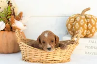 Adam - Mini, a male Goldendoodle for sale in Goshen, IN – 1 of 4