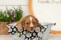 Glory - Mini, a female Miniature Goldendoodle for sale in Goshen, IN – 3 of 3