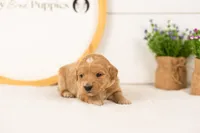 Sandy - Medium, a female Goldendoodle for sale in Goshen, IN – 2 of 4