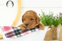 Doody - Medium, a male Goldendoodle for sale in Goshen, IN – 1 of 4