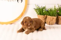 Layla - Medium, a female Goldendoodle for sale in Goshen, IN – 2 of 4