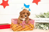 Padme - Micro, a female Goldendoodle for sale in Goshen, IN – 3 of 3