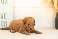Glow - Mini, a female Goldendoodle for sale in Goshen, IN – 2 of 4