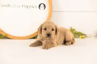 Debra - Medium, a female Goldendoodle for sale in Goshen, IN – 3 of 4