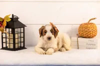 Pamir - Medium, a female Goldendoodle for sale in Goshen, IN – 5 of 5