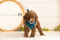 Kai - Mini, a male Miniature Goldendoodle for sale in Goshen, IN – 3 of 6