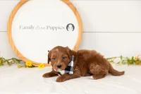 Squirtle - Mini, a male Miniature Goldendoodle for sale in Goshen, IN – 3 of 3