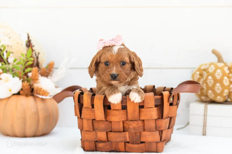 Rose - Micro – Goldendoodle puppy for sale in Goshen, IN