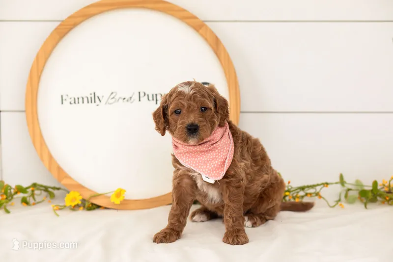 Char - Mini – Miniature Goldendoodle puppy for sale in Goshen, IN