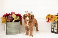 Evelyn - Medium, a female Goldendoodle for sale in Goshen, IN – 2 of 4