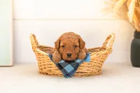 Ladybug - Mini, a female Goldendoodle for sale in Goshen, IN – 3 of 4