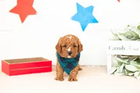 Luke - Micro, a male Goldendoodle for sale in Goshen, IN – 2 of 3
