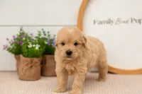 Ellie - Medium, a female Goldendoodle for sale in Goshen, IN – 5 of 9