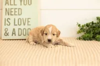Plum - Mini, a female Miniature Goldendoodle for sale in Goshen, IN – 2 of 4